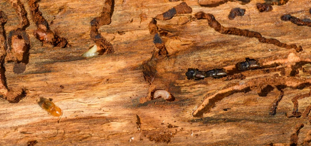 Is Your Home at Risk for Termite Damage - Maywood Best Pest Pros | Maywood, CA