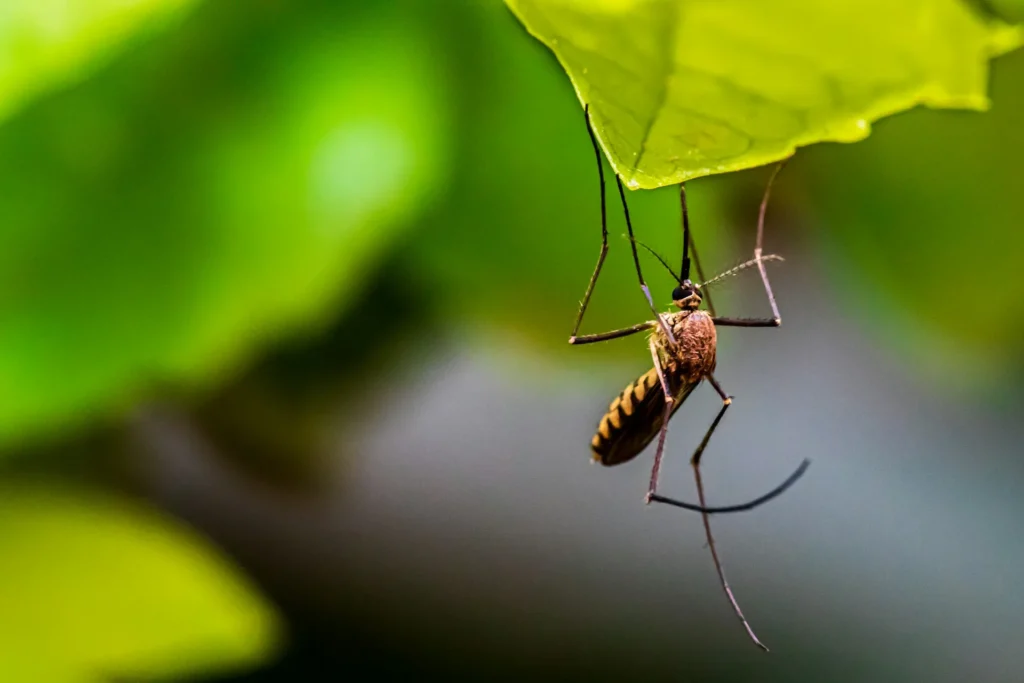 Mosquito-Control-for-Every-Outdoor-Space - Maywood Best Pest Pros | Maywood, CA