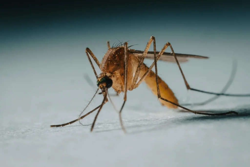Protect Your Family from Mosquito-Borne-Diseases - Maywood Best Pest Pros | Maywood, CA