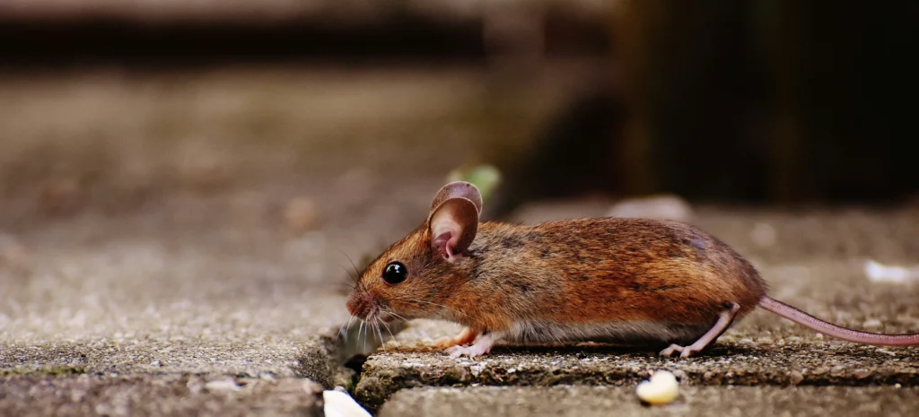 Residential-Commercial-Rodent-Solutions - Maywood Best Pest Pros | Maywood, CA