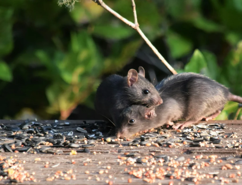 Rodent-Removal - Maywood Best Pest Pros | Maywood, CA