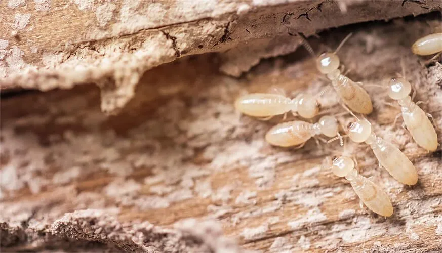 Signs You May Have a Termite Infestation - Maywood Best Pest Pros | Maywood, CA
