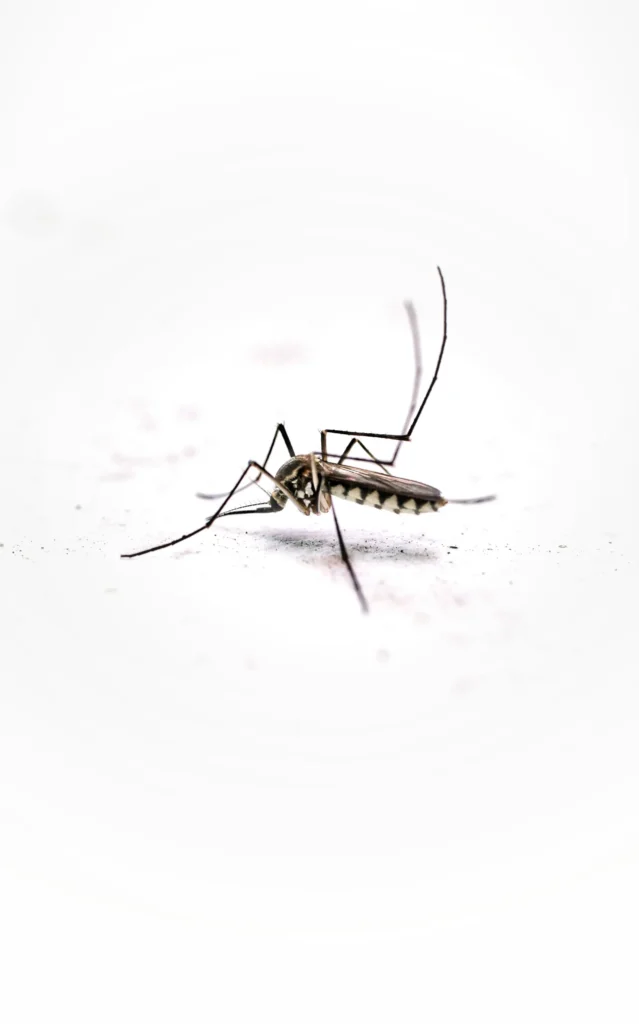 Tired of Mosquitoes Ruining Your Evenings - Maywood Best Pest Pros | Maywood, CA