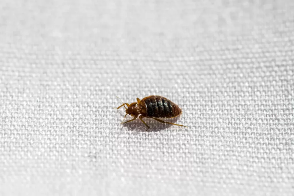 Why Bed Bug Heat Treatments Work Best - Maywood Best Pest Pros | Maywood, CA
