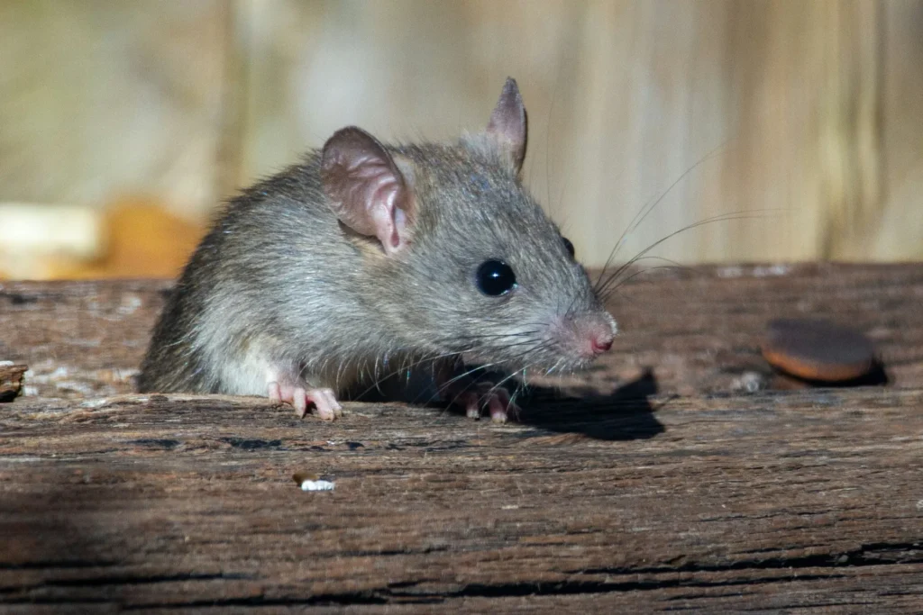 Why-Choose-Our-Rodent-Exterminators - Maywood Best Pest Pros | Maywood, CA